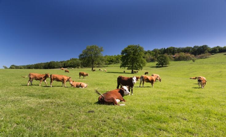 Des vaches heureuses dans leur Ségala - Terrou--© Lot Tourisme C. Novello.jpg