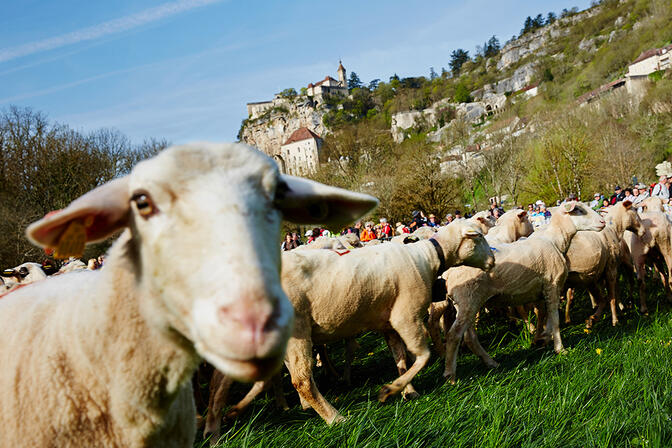 180220-Transhumance-en-Quercy-a-Rocamadour----Lot-Tourisme---Nelly-Blaya.jpg