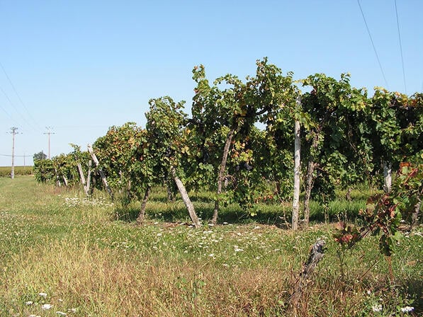 velines-vignes2.JPG