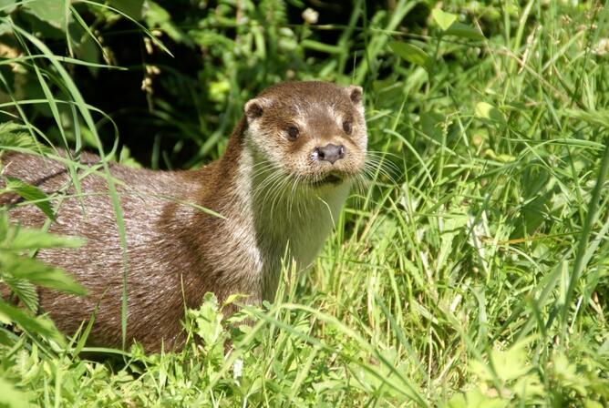 7-Loutre-europeenne--Fabrice-Capber-web.jpg