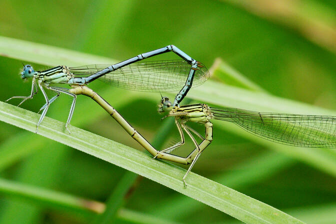 Libellule, platycnemis pennipes accouplement © D. Villate Département du Lot.jpg