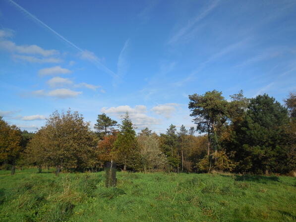 arboretum-du-Pave.JPG