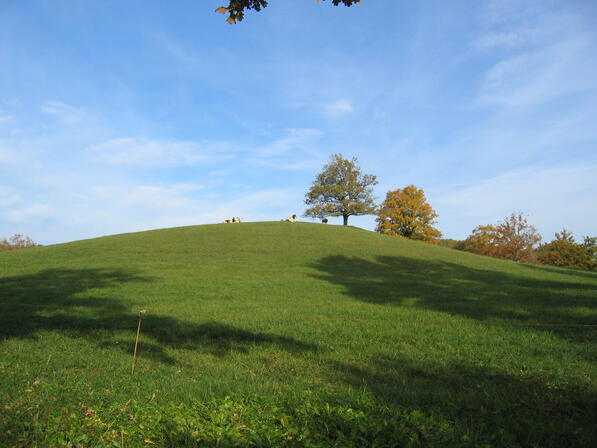 Mont Pouget - Pouget + vaches 1.JPG