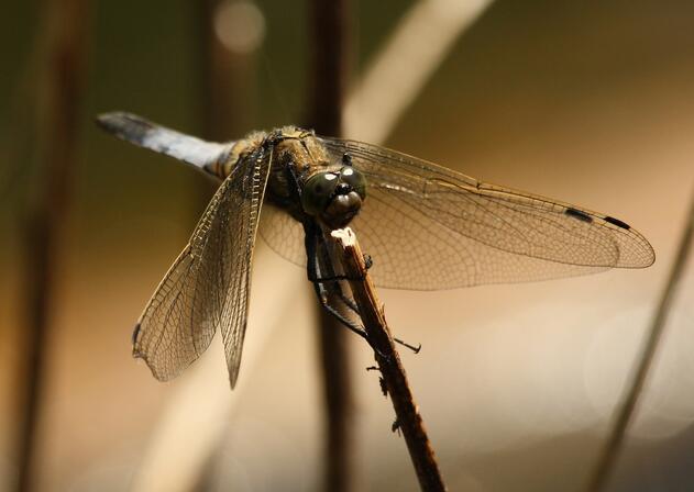 orthetrum réticulé prés brion web (c) Houbart.JPG