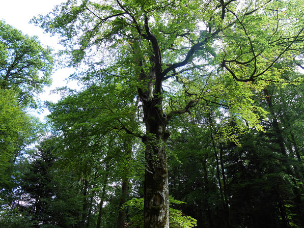 bagnoles-orne-foret-andaines-arbre-remarquable-hetre-vierge.JPG