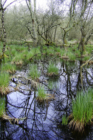 Boisement inondé © D.Villate Département du Lot.jpg