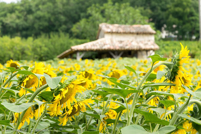 Tournesols en Quercy Blanc--© Lot Tourisme - C. Novello.jpg