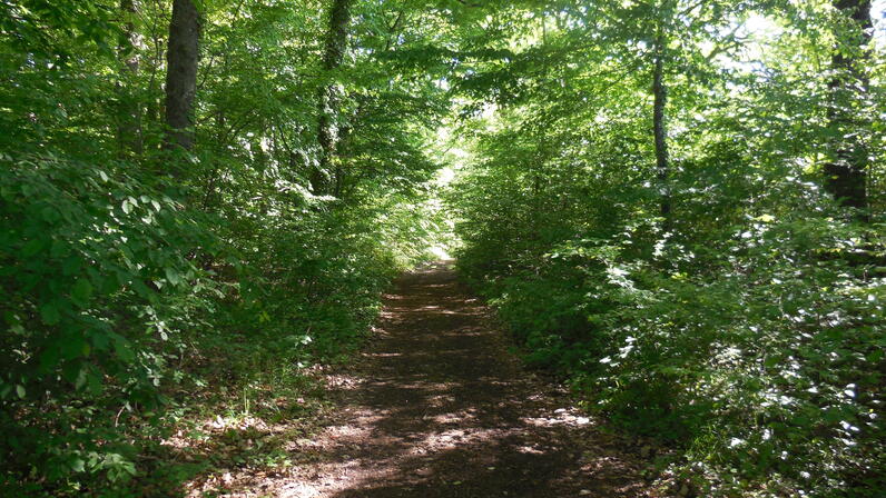 Allée des chevaux ©Laurence Prodhomme.jpg