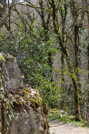 Nerprun des rochers©Département du Lot.jpg