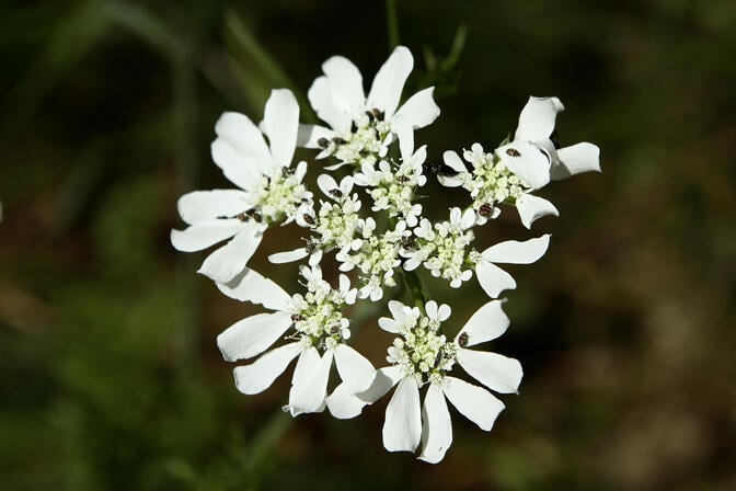 Orlaya à grandes fleurs©L.Clavel-Département du Lot.jpg