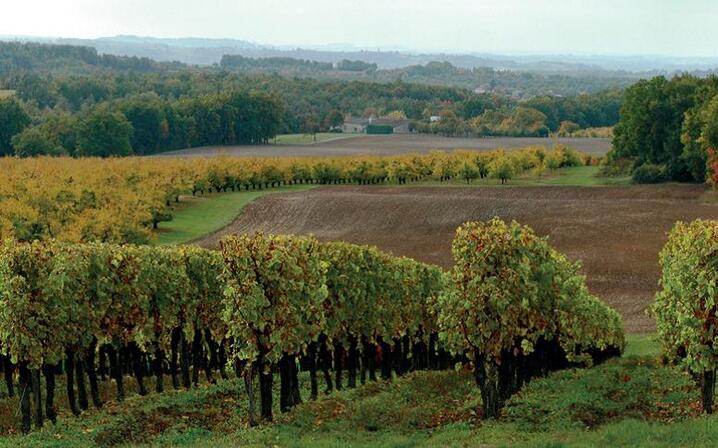 vignes-st-perdoux.jpg