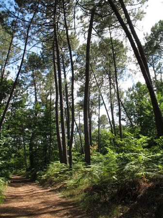 Forêt, boisement de coteau © D.Villate Département du Lot.jpg