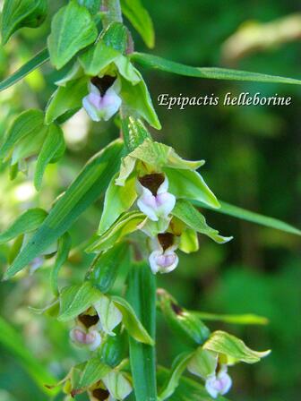 Epipactis helleborine web (c) Houbart Marc.JPG