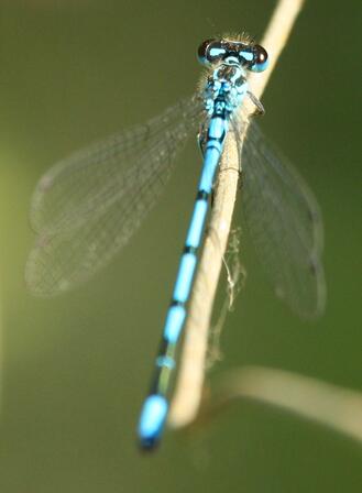 Agrion jouvencelle Prés Brion (c) Houbart.JPG