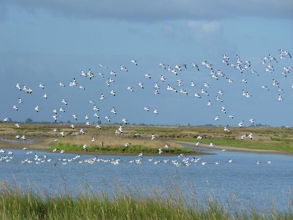 rochefort-ocean-moeze-reserve-nature-faune-avocette © RNNMO.JPG