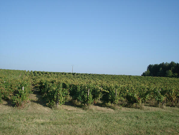 gineste-vignes-ros.JPG