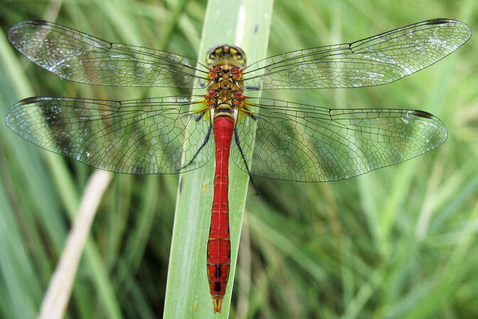 Libellule, Sympetrum sanguineum posé © D. Villate Département du Lot.jpg