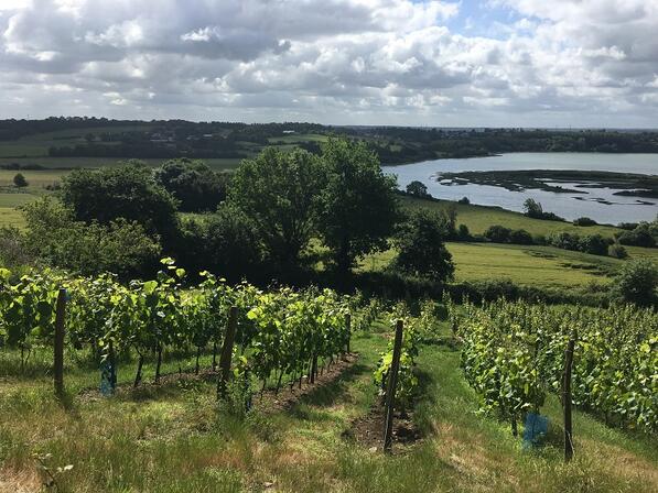 -SMBMSM---les-vignes-du-Mont-Garrot---Saint-Suliac.JPG