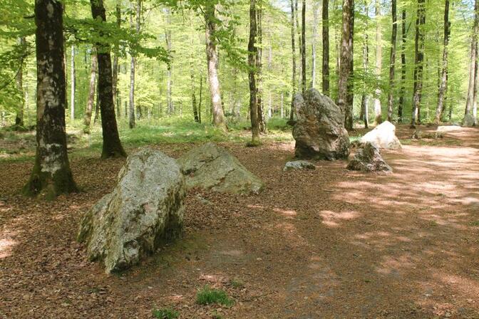 cordon-druides-foret-fougeres-2015--5-.JPG