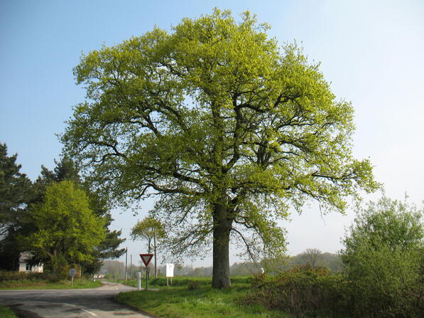 Chene-de-la-Liberte.JPG