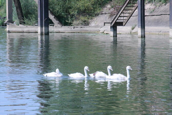 14975121_fluvial_chalon_saone_jm_10jpg.jpg