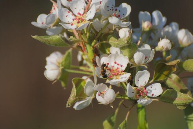 Fleurs-17-2.JPG