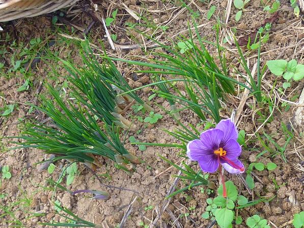 Fleur de Croqus Saetivus - Safran--© Lot Tourisme - A. Leconte.jpg