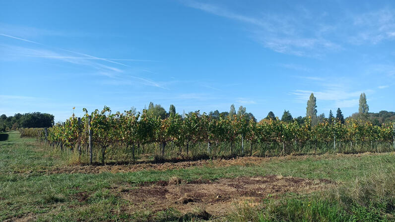 Saint-Sauveur-de-Bergerac--16-.jpg