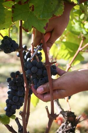 Vendanges au Château Lagrézette--Lot Tourisme - J. Morel.jpg