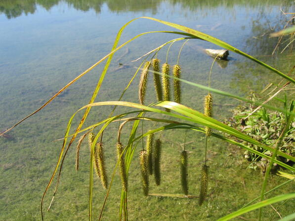 Réserve naturelle Marais de Bonnefont120_2010.JPG