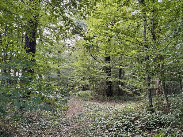 CLN - Bois de la Goutte 0.jpg