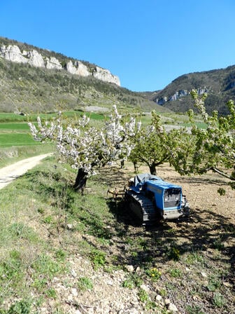 sentier cerise 10.jpg