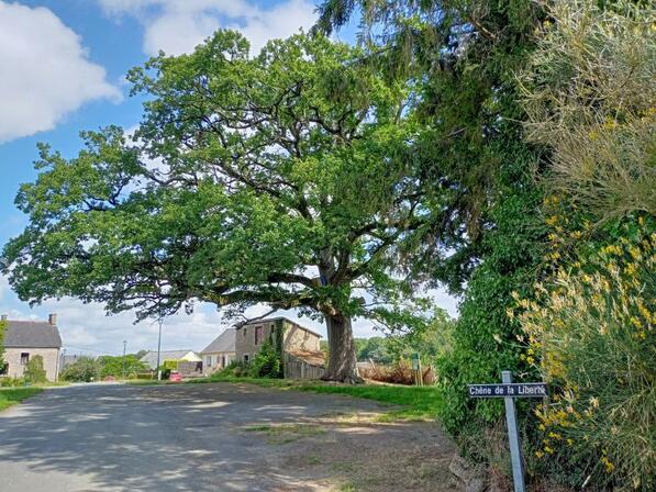 chene-de-la-liberte-3.jpg