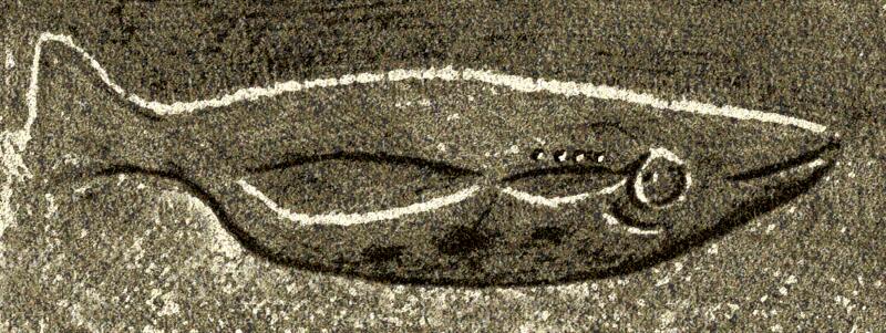 800px-Poisson-de-Gorge-d-Enfer.gif