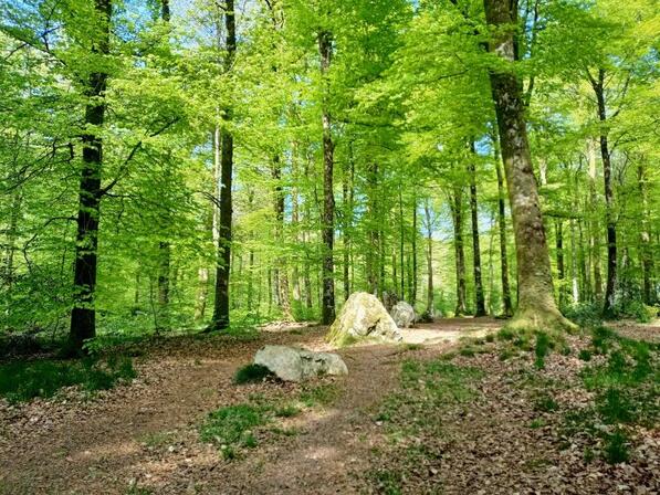 4-Cordon-druides.jpg