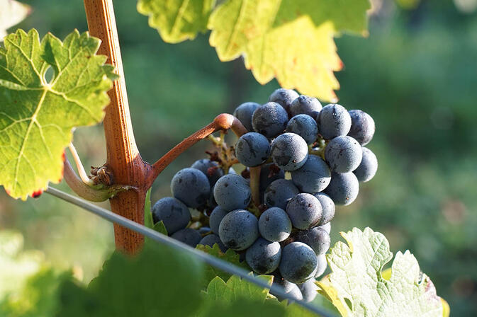 vignoble-de-Pecharmant-a-Creysse.jpg
