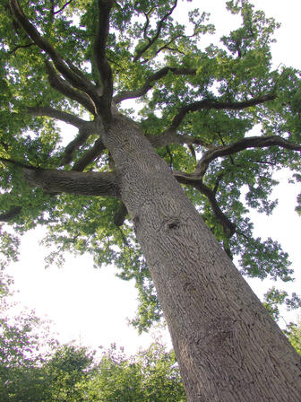 foret-andaines-chene-hippolyte-bagnoles-orne (2).jpg