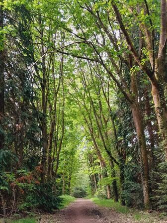 Foret-de-Montfort-2.jpeg