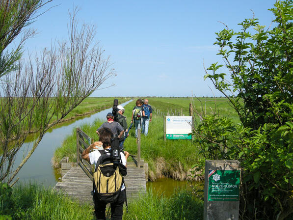 rochefort-ocean-moeze-reserve-nature-marais © LPO.jpg