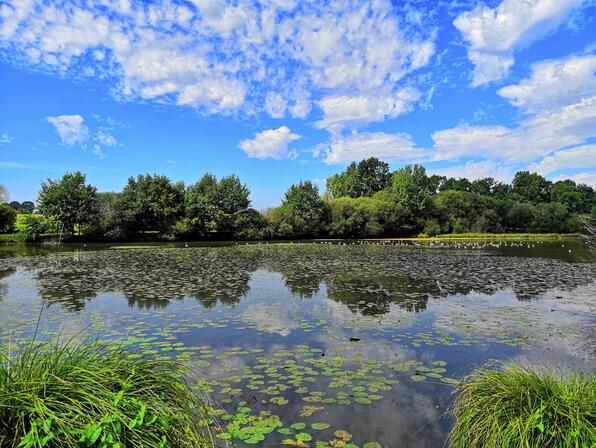 Etang-de-Blavon-Bedee.jpg