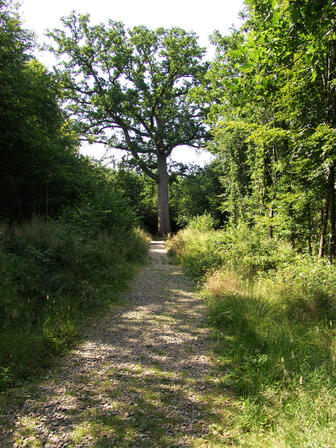 foret-andaines-chene-hippolyte-bagnoles-orne-1.jpg