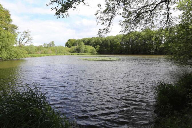 Etang de la Forge 1 ©Gérard Houdou..jpg