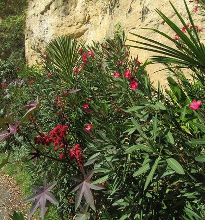 jardin-exotique-2.jpg