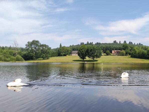 Champnetery--Cygnes-sur-l-etang-de-Grosland---Pays-Monts-et-Barrages---Aurelien-Clavreul---copie-2.jpg