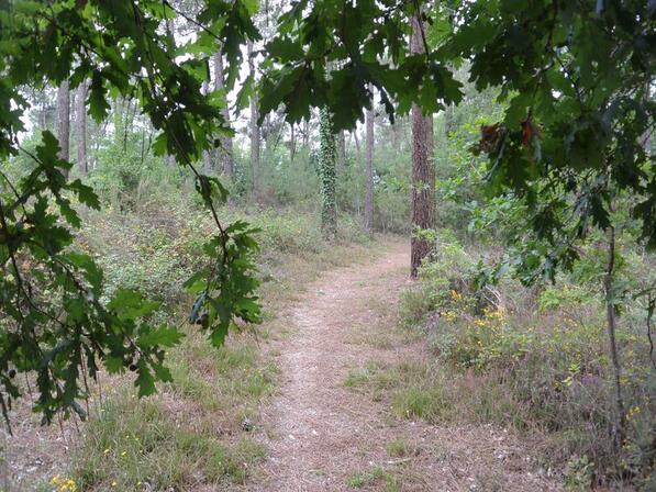 Foret-7-2.JPG