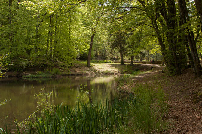 SM-Foretdesloges-3.JPG