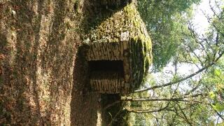 cabane-de-la-Louise.jpg1.jpg