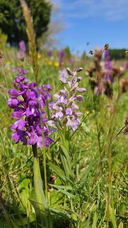 Orchidees-sauvages-3.jpg