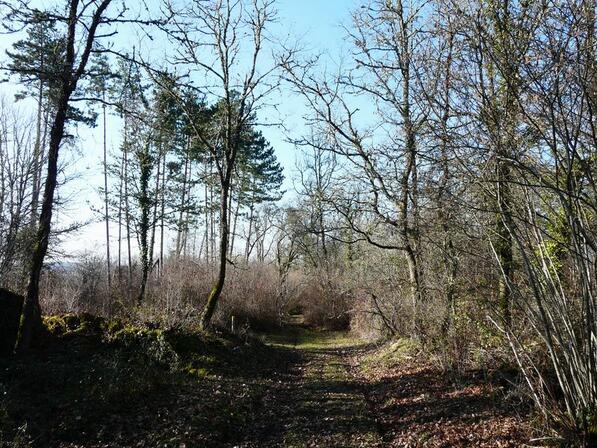 Antonne-foret-Lanmary.jpg