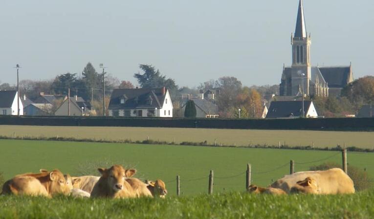 Vache-Bourg-Brielles.jpg